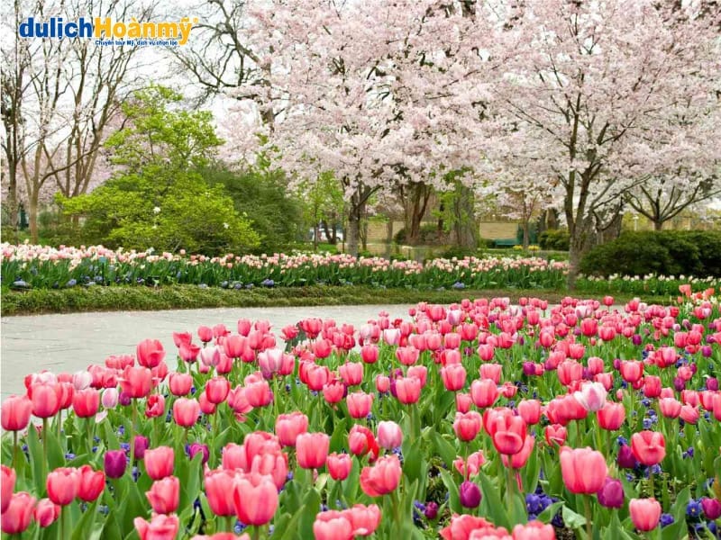 5_festival-Dallas-Blooms