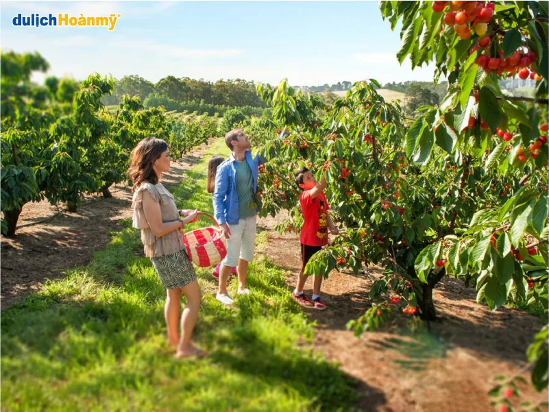 trai-nghiem-hai-trai-cay-yarra-valley