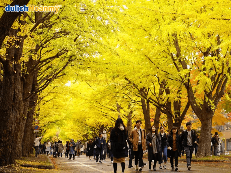 truong-dai-hoc-hokkaido-1